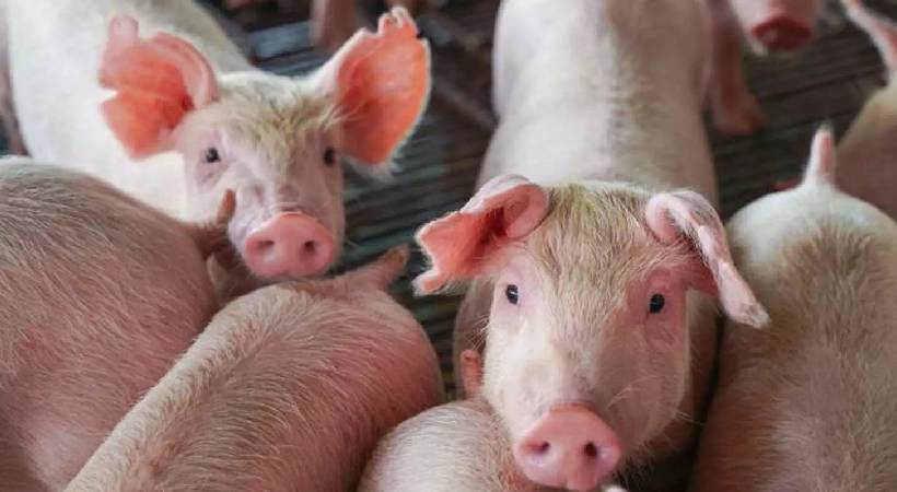 കോഴിക്കോട് കോടഞ്ചേരി ഗ്രാമപഞ്ചായത്തിലെ മുണ്ടൂരില്‍ ആഫ്രിക്കൻ പന്നിപ്പനി സ്ഥിരീകരിച്ചു