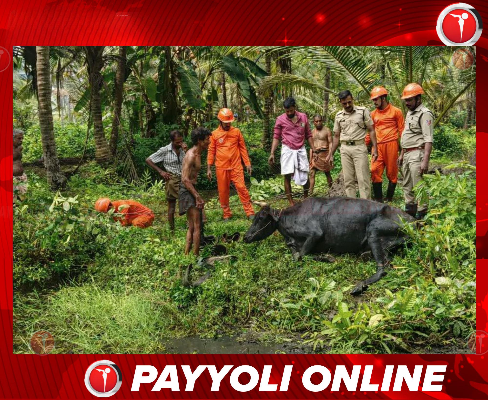 ഉള്ള്യേരിയില്‍ ചതുപ്പില്‍ കുടുങ്ങിയ പശുവിനെ കൊയിലാണ്ടിലെ അഗ്നിരക്ഷാസേന രക്ഷിച്ചു