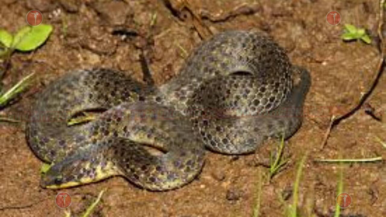 കോഴിക്കോട് രണ്ടിടങ്ങളിലായി വീട്ടുമുറ്റത്ത് വെച്ച് യുവതിയടക്കം രണ്ടു പേർക്ക് പാമ്പു കടിയേറ്റു