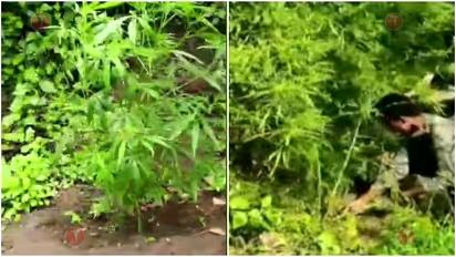 അട്ടപ്പാടിയിൽ വൻ കഞ്ചാവ് വേട്ട: 7,300-ലേറെ കഞ്ചാവ് ചെടികൾ കണ്ടെത്തി നശിപ്പിച്ചു